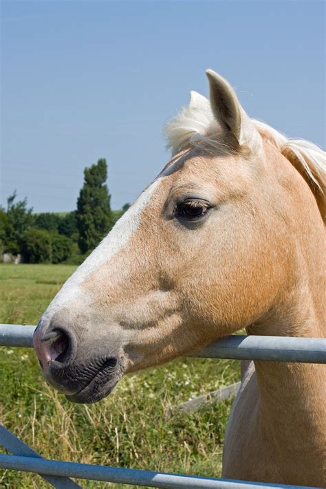 picture of a palomino|20,000+ Free Palomino Horse & Horse Images